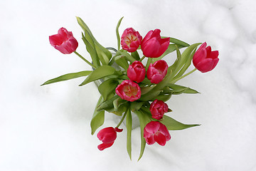 Image showing tulips on snow