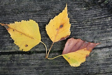 Image showing  leaves