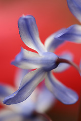 Image showing flowers