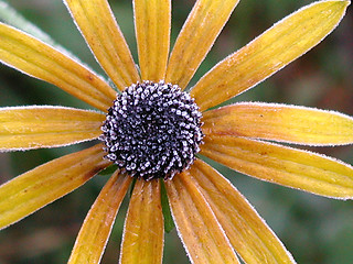 Image showing flower closeup