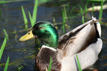 Image showing duck