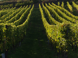 Image showing alsacian vineyards