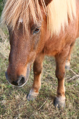 Image showing danish horses