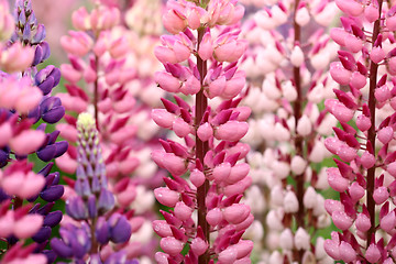 Image showing lupin flower closeup