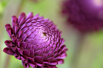 Image showing flowers