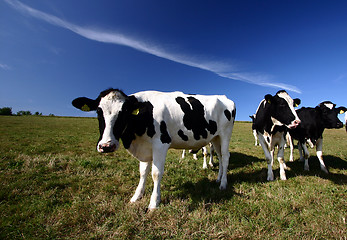 Image showing danish cows 