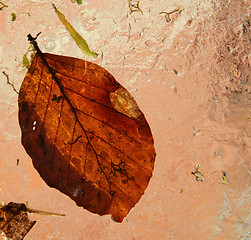 Image showing Winter leaves