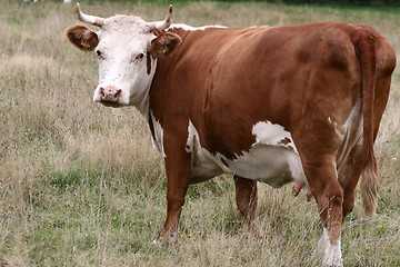 Image showing Danish cows 