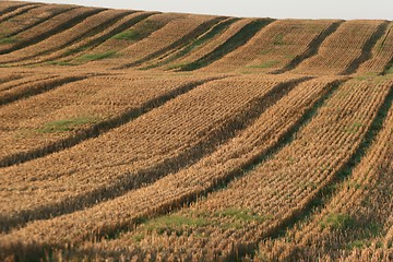 Image showing danish landscape01