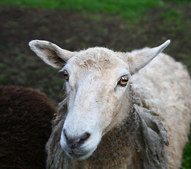 Image showing sheep