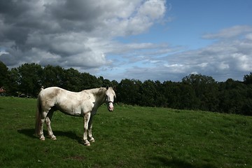 Image showing Horse