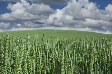 Image showing corn fleld