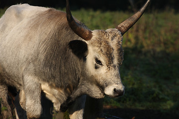 Image showing Danish cows in the fog