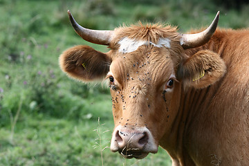 Image showing Danish cows 