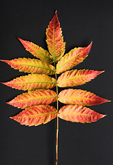 Image showing autumn leaves