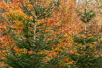 Image showing autumn leaves