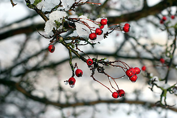 Image showing red fruits