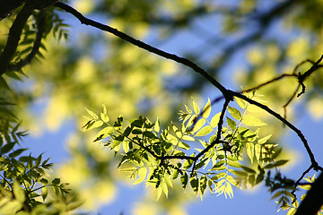 Image showing flower closeup