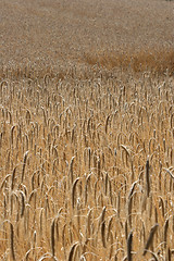 Image showing corn filed
