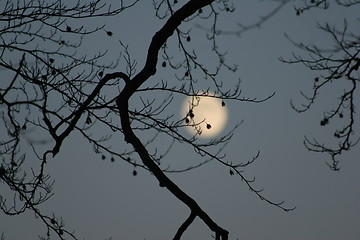 Image showing Moon in the sky