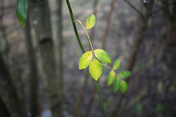 Image showing  leaves