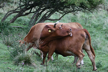 Image showing Danish cows 