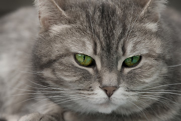 Image showing cat