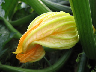 Image showing Squash flower bud