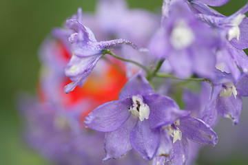 Image showing flower closeup