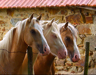 Image showing tree horses