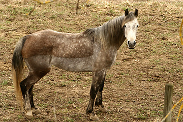 Image showing danish horses