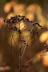 Image showing autumn leaves