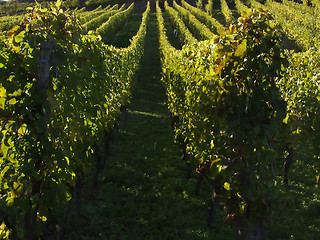 Image showing alsacian vineyards