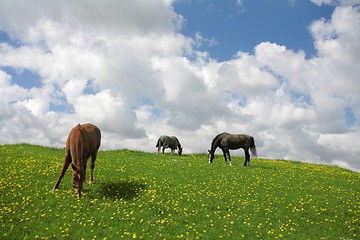 Image showing danish horses