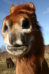 Image showing danish horses