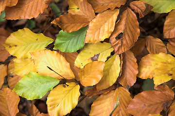 Image showing autumn leaves