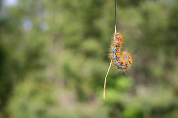 Image showing Caterpillar