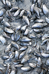 Image showing mussels