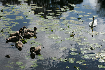 Image showing swans