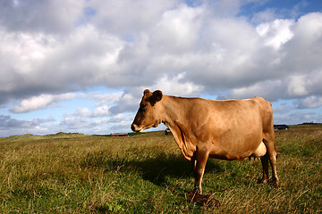 Image showing cow in denmark