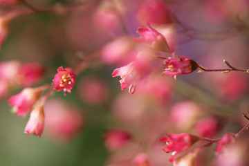 Image showing flower closeup