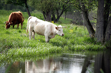 Image showing danish cows 