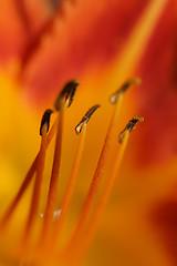 Image showing flower closeup