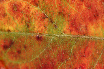 Image showing autumn leaves