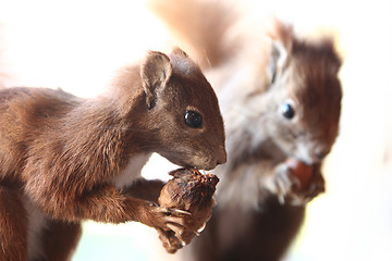 Image showing squirrels