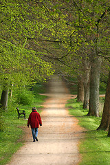 Image showing trees in a park