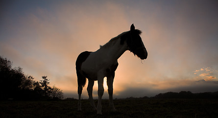 Image showing horses