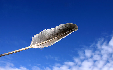 Image showing feather