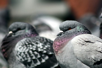 Image showing pigeons