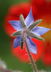 Image showing flower closeup